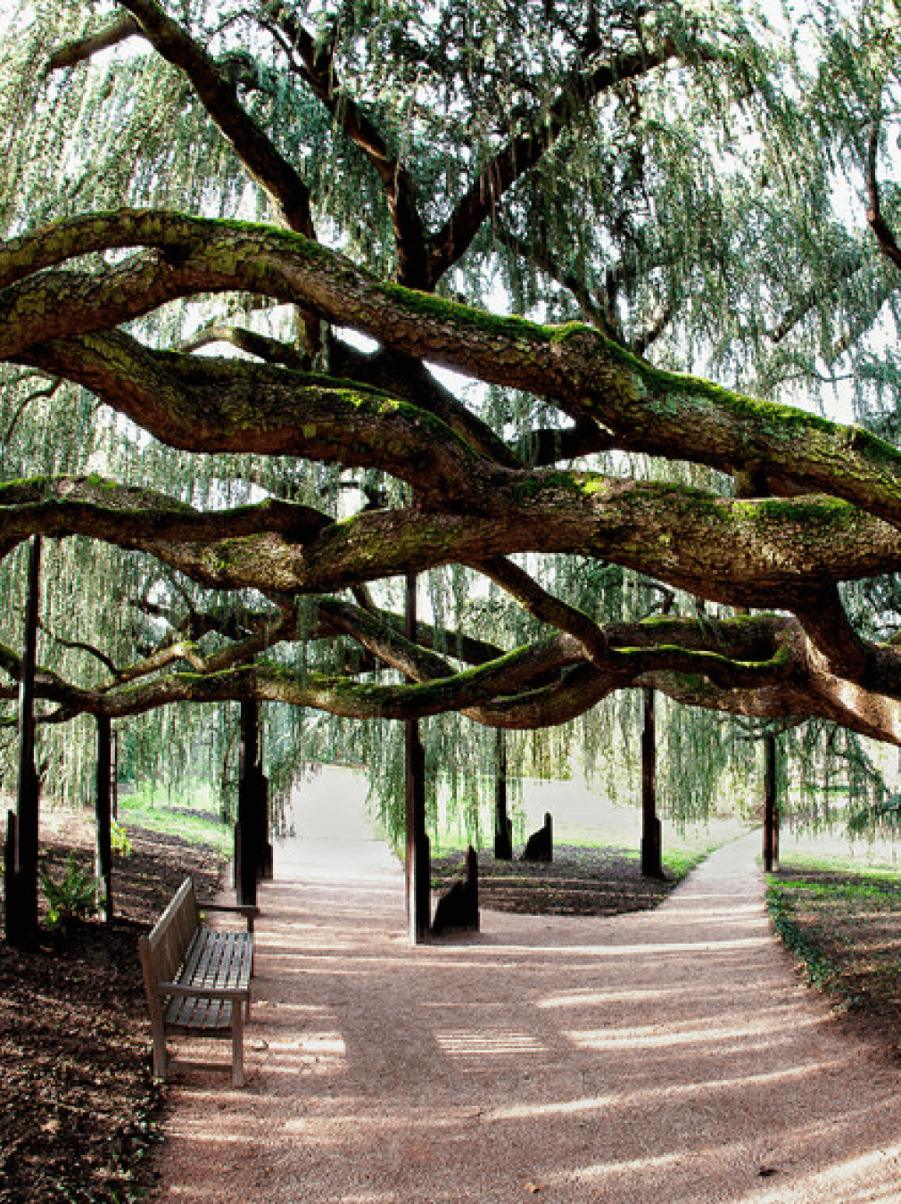Arboretum de Châtenay-Malabry (92)
